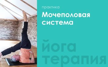 Мочеполовая система